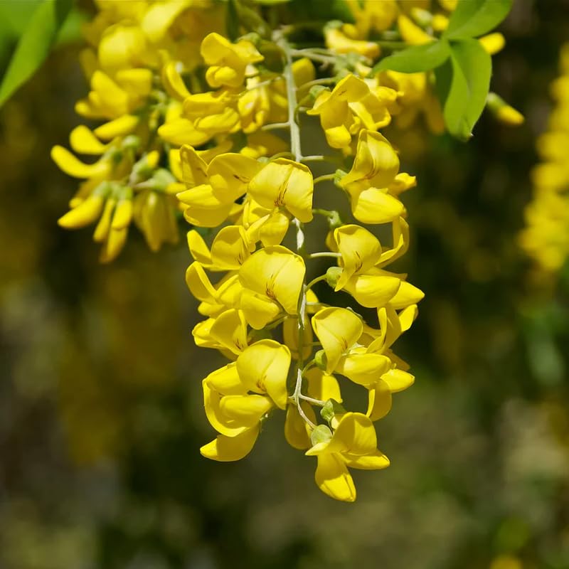 Amazon.com : 1 Yellow Wisteria Golden Chain Tree Live Plant, Golden Wisteria  Tree Live Plant for Growing 18 to 28 Inches Height : Patio, Lawn & Garden