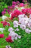 Sternphlox (Phlox drummondii Mix) frosthart, mischfarben
