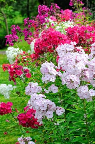 Sternphlox (Phlox drummondii Mix) frosthart, mischfarben