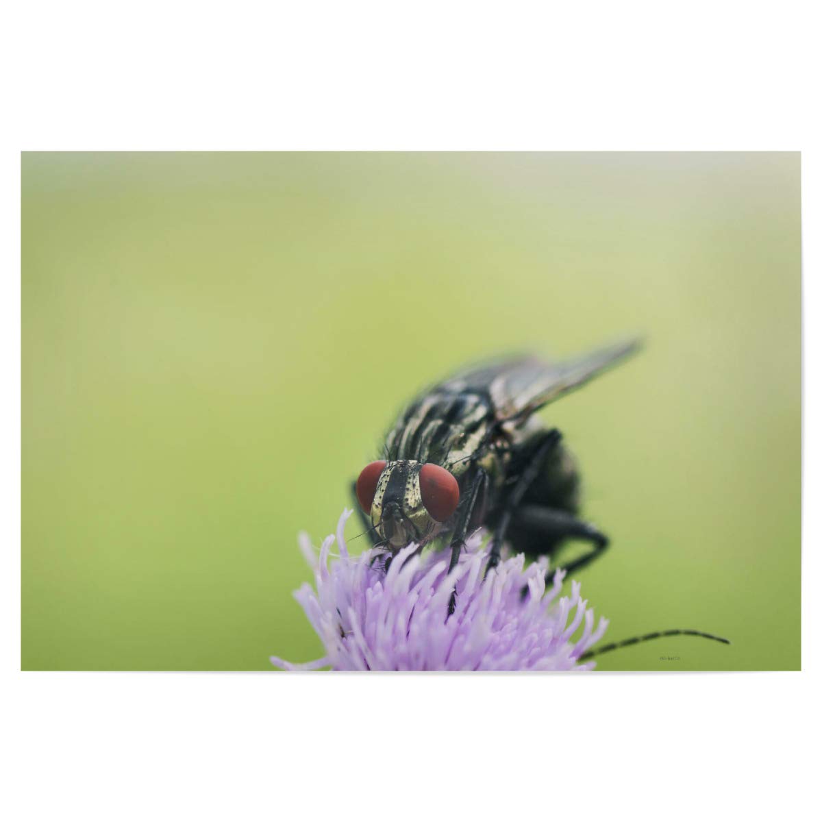 artboxONE Poster 90x60 cm Natur Fliege auf Distel hochwertiger Design Kunstdruck - Bild Fliege blüte distel