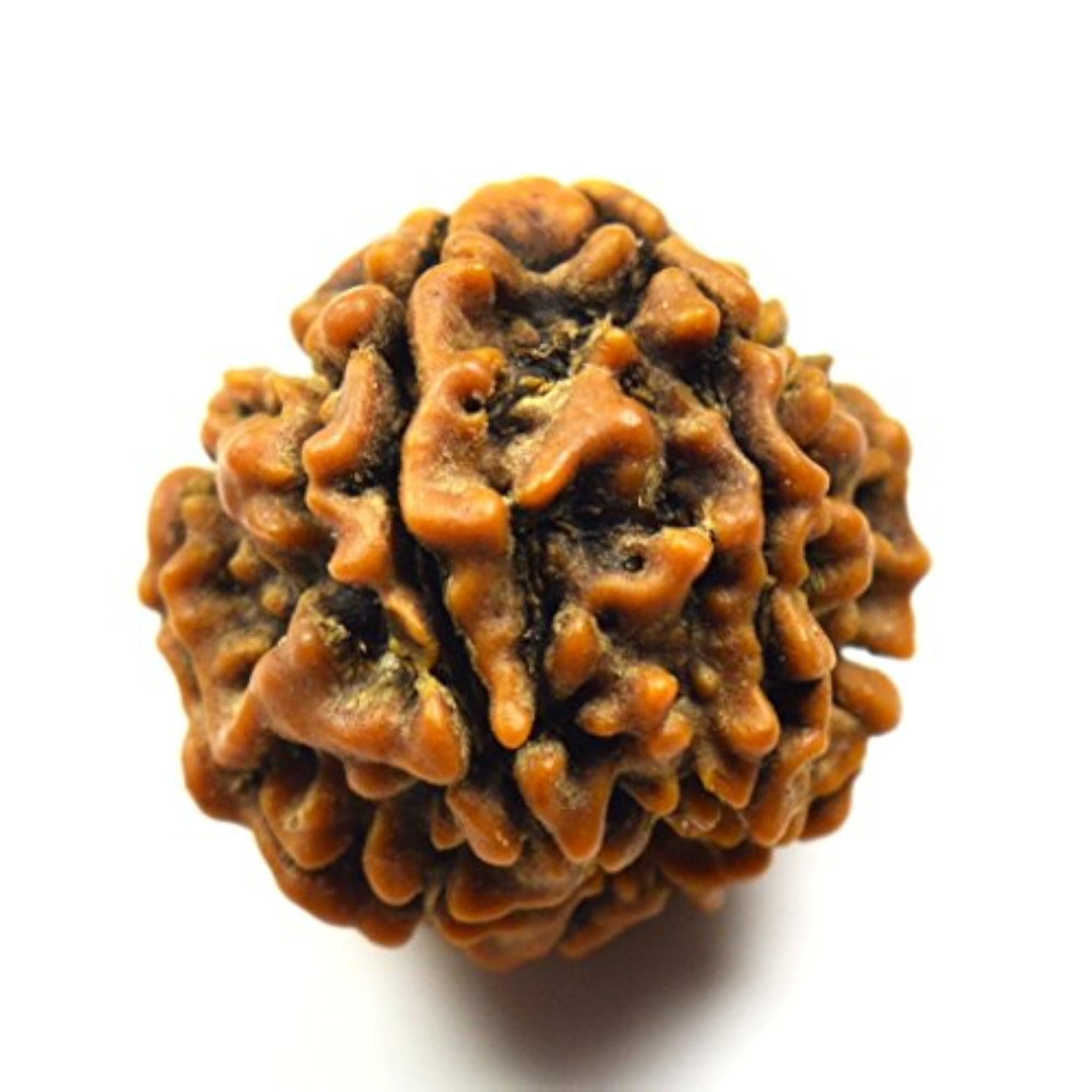 Natural 6 Mukhi Nepali Rudraksha Bead, Wholesale