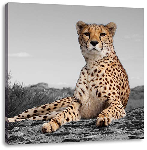 Pixxprint Magnifique guépard dans la Savane 40x40 cm Art Toile décoration