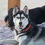 Review Image by Jodi Walls Jodi Walls