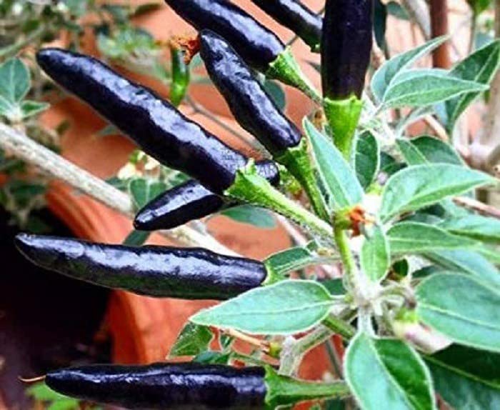 See full amazon price history chart for Zomoloco_® Black Hot Chilli Seeds - long Variety_X1409(60per packet) Zomoloco_® Black Hot Chilli Seeds - long Variety_X1409(60per packet) (B0BH84YTMV) Amazon Price History, Amazon Price Tracker