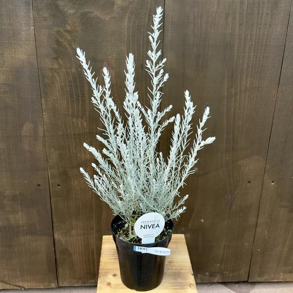 Amazon｜観葉植物 鉢花 苗 ガーデンプランツ シルバーリーフ