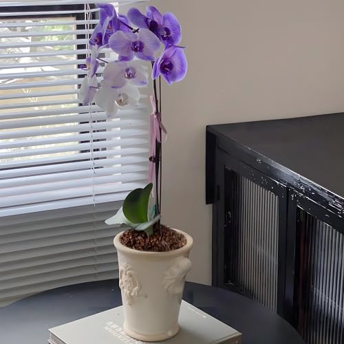 Écorce d'orchidée biologique AVALUTION - Mélange de rempotage pin naturel - 7