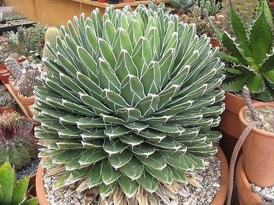 Agave Victoria-Reginae cactus Succulent 15 seeds~Queen victoria Seeds~