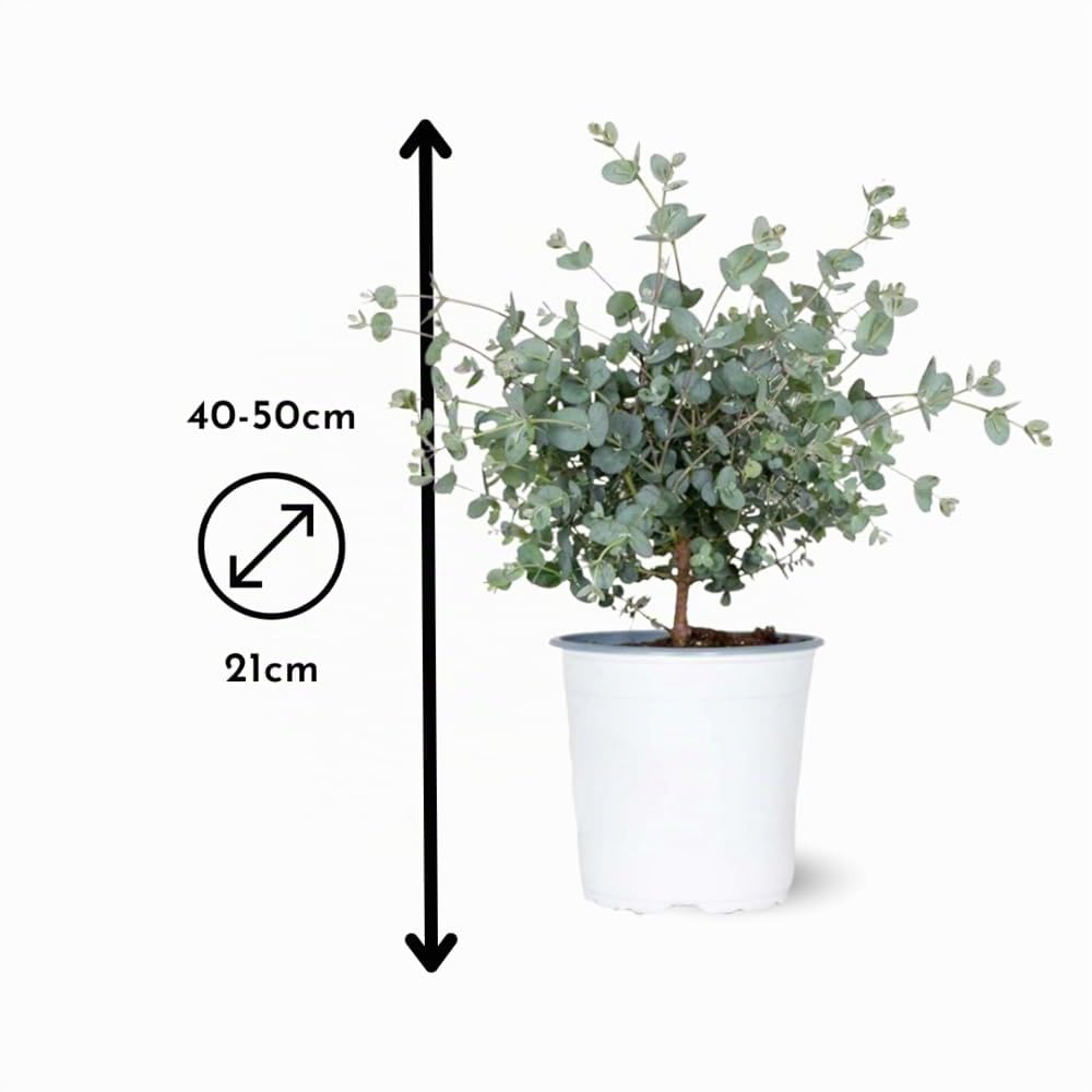 Attitude Jardin - Eucalyptus gunnii - arbuste persistant - 40-50 cm - ⌀ 21 cm - plante d'extérieur