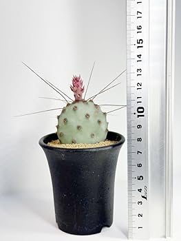 Amazon.co.jp: Opuntia santa-rita compact form オプンチア
