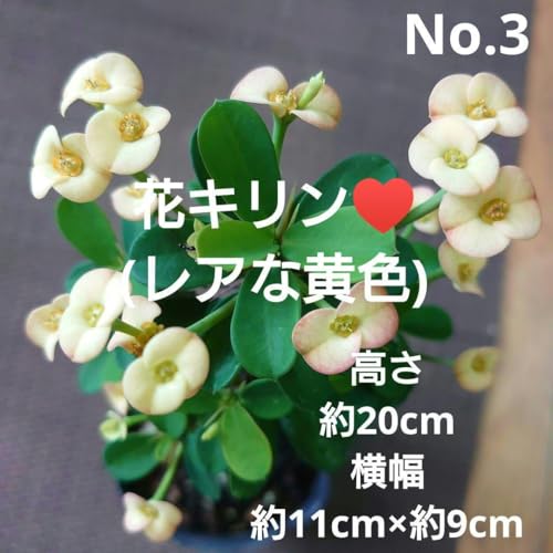 No.3 �}�U��ǍD�� �ԃL���� �ȉ��F ??������20cm