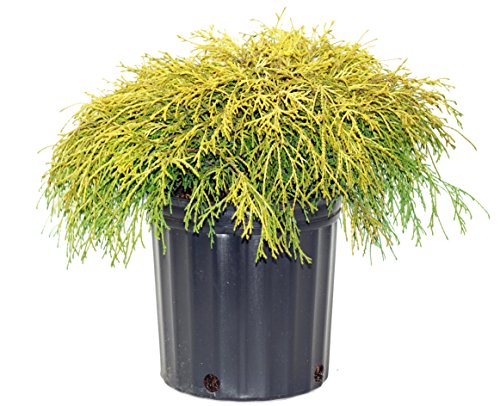 Chamaecyparis p. f. 'Aurea' (Gold Thread Cypress) Evergreen, yellow foliage, #2 - Size Container