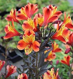 100pcs Rare Alstroemeria ‘Tricolor’ Peruvian Lily 'Indian Summer' Mix Colors Easy to Grow Garden, Exotic Flower Seeds Hardy Perennial