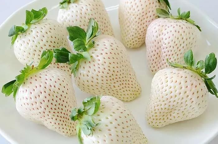 Japanese White Strawberry, 50 Seeds