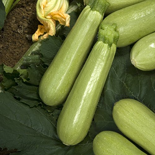 Nika Seeds - Vegetable Zucchini Squash 38 Days Aspirant Light Green - 30 Seeds #TOP3
