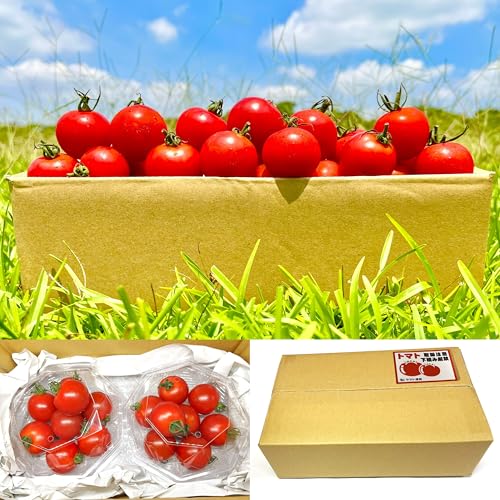 【信州産 高原トマト】フルティカ ミディトマト 中玉トマト甘い おいしい 南信州産 減農薬栽培 安心 安全 (600g)