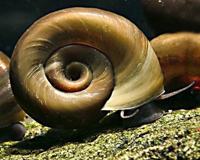 Teich Posthornschnecke, 3 St. + 1 x NH TOXEX BALL - Der lebende ALGEN ENTFERNER für den Gartenteich! GESUNDHEITS POLIZEI im Gartenteich!