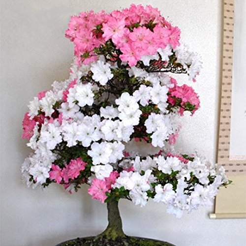 2 : 10 Pcs/Bag Rare Bonsai Suitable 12 Varieties Azalea Seeds Diy Home & Garden Plants Looks Like Sakura Japanese Cherry Blooms Flower Seeds