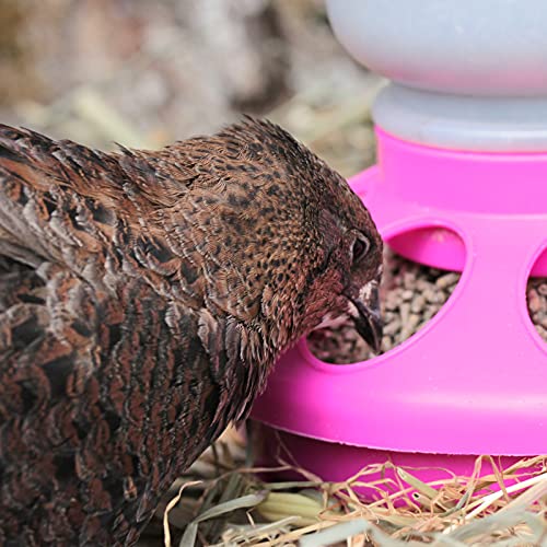 WachtelGold® Semi di quaglia │10kg, Mettere Grano