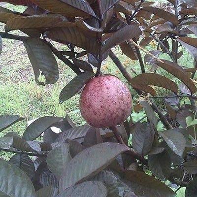 Plants Point Dwarf Rare Tasty Malaysian Red Guava (Red Flesh - Sweet Variety) - 1 Live Plant (B07LH61XFL) Amazon Price History, Amazon Price Tracker