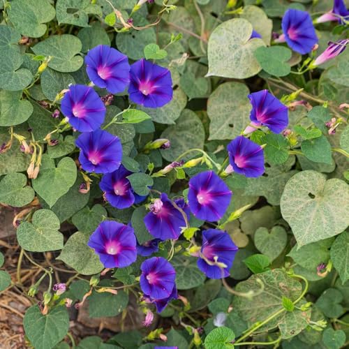 Image of Morning Glory Flower Seeds 25 Plus Mixed Color for Planting Climbing Vine Flower Seeds for Home Garden Balcony Terrace Easy Grow Fast Growing Blooming Plants Indoor Outdoor Gardening (morning glory..)