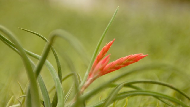 Amazon.com : Tillandsia Caput Medusae Air Plants - Live Succulent House  Plants - Available in Wholesale and Bulk - Home and Garden Decor - Easy  Care Indoor/Outdoor Air Plant (Pack of 1) :