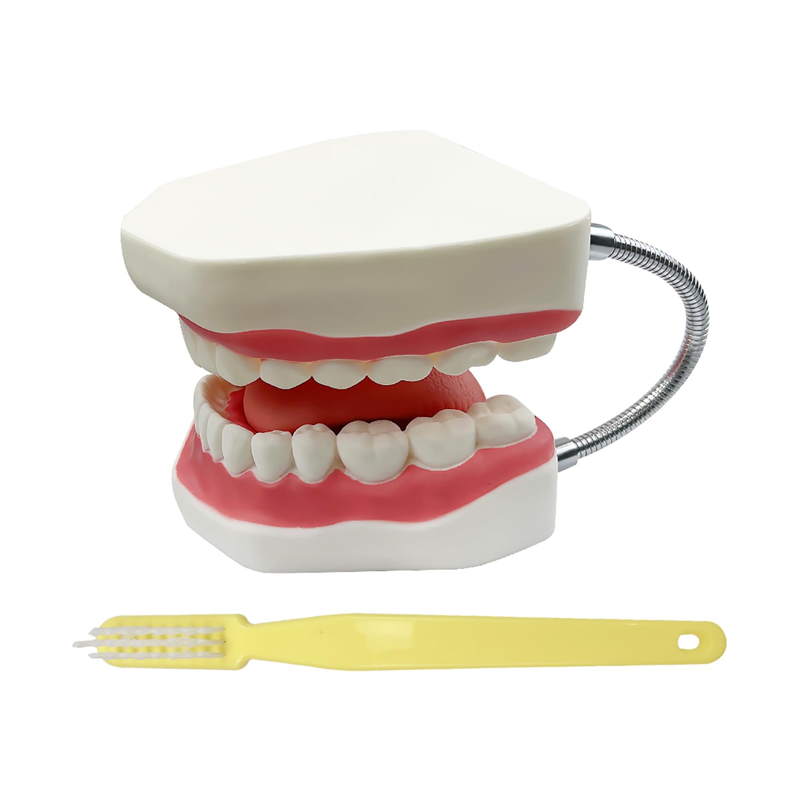 Grand modèle de dents anatomiques pour enseignement des dentistes avec brosse à dents 22 x 15 x 14 cm