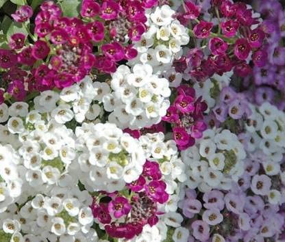 Green World ALYSSUM SNOW CARPET FLOWER SEEDS FOR KITCHEN GARDENING (50 seeds) (B09LT5YF8J) Amazon Price History, Amazon Price Tracker