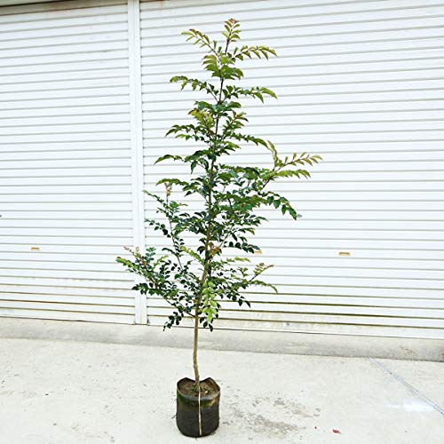 Amazon | 庭木：シマトネリコ *単木 樹高：約150cm 全高：約