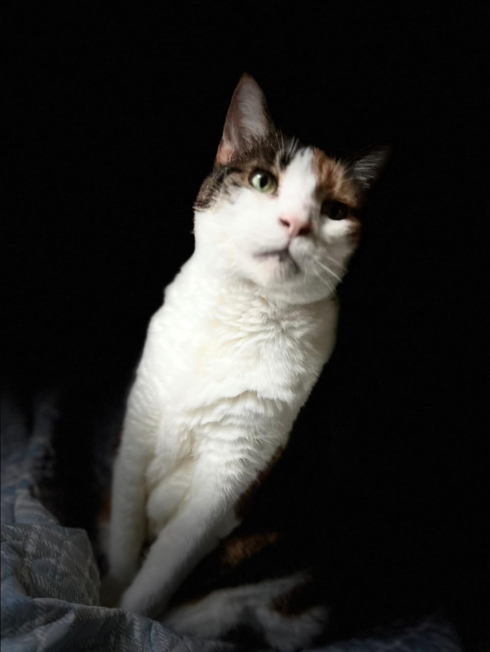 A YEAR IN THE LIFE OF A CAT NAMED BELLA