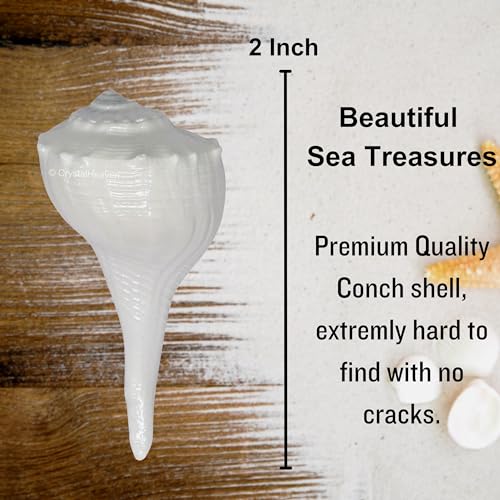 Image of Certified Dakshinavarti Shankh Original - 2 Inches Large Sankha for Puja Shell for Rituals and Decor - Authentic Dakshinavarti Shankh for Sacred Ceremonies Conch Sea Shell