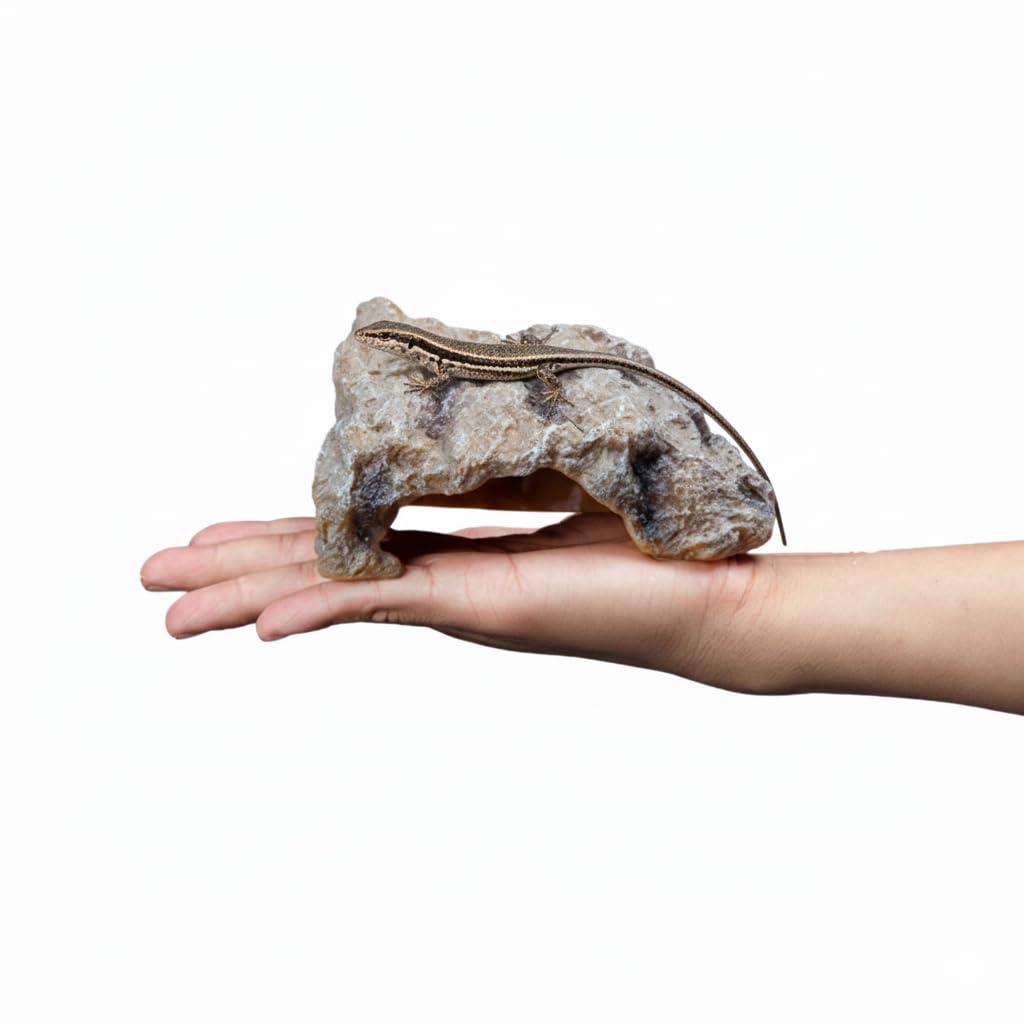 爬虫類シェルター　345 白マット×黒、ブルーとピンク、赤いヒトデ 爬虫類シェルター 345 白マット×黒、ブルーとピンク、赤いヒトデ