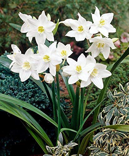 Eucharis Lily Bulbs | Amazon Lily Bulbs for Home Gardening pack of 5 bulbs