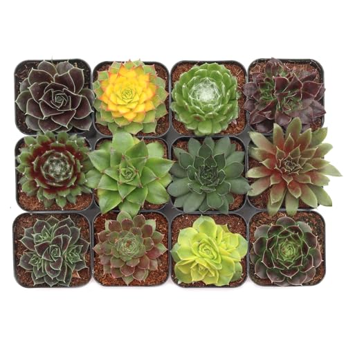 Mountain Crest Gardens Sempervivum Succulent Variety Pack - 12 Hardy Live Rosette Plants, No Repeats, Rooted in 2 Inch Pots - Succulents for Rock Gardens, Containers, DIY Displays