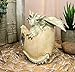 Ebros April Birthstone Dragon Egg Statue Diamond Gem Birthday Dragon Hatchling Figurine Fantasy Collector