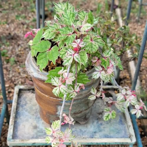 acquistare semi di vite selvatica, verdi Semi di vite americana - decorazione da giardino per decorative da esterno rampicanti a crescita rapida per aiuole rialzate 250pcs