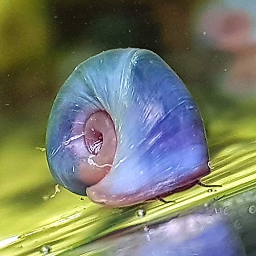 Best Aquarium Snails UK Reviews (July 2022)