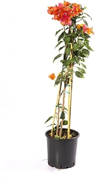 Bougainvillea Sarma k - Begonvil Sarma k 110Cm