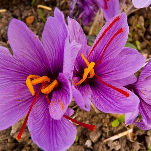 8 pezzi bulbi di zafferano crocus sativus semi di fiori facili da coltivare semi di giardinaggio per piante da giardino domestiche per piantare or