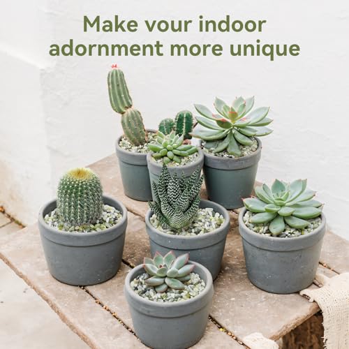 Image of 2.5LB Succulent and Cactus Pebbles, 1 /5 Inch Jade Pebbles for Indoor Plants, Decorative Gravel for Vases, Bamboo, Succulent, Terrarium, Crafts, Cactus