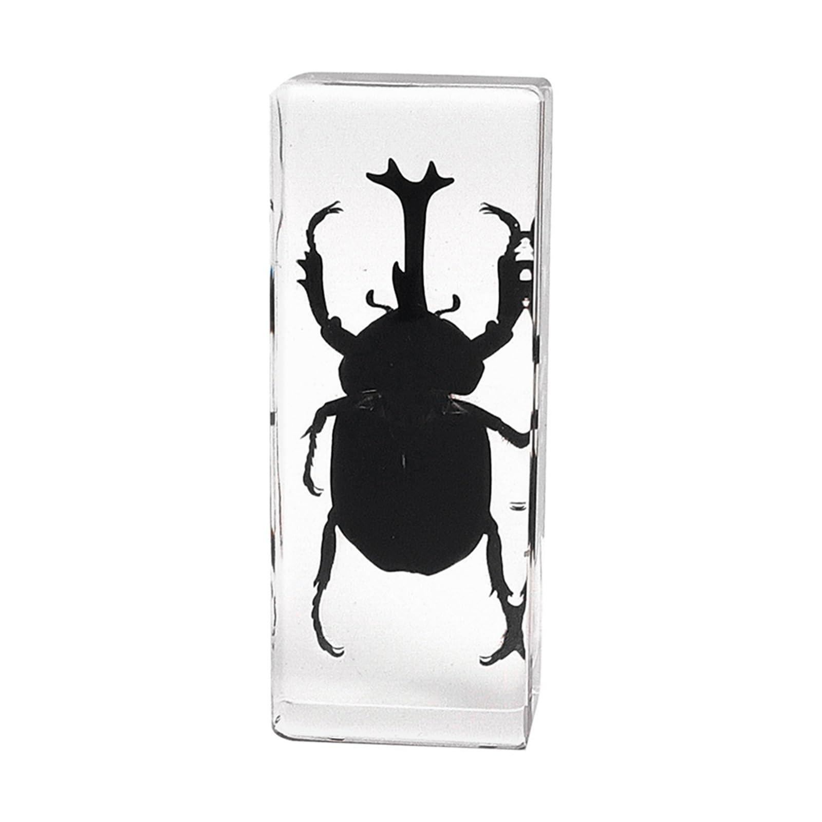 ALMASI Real Taxidermy Bugs - Insects in Resin for School Lab Entomology Dissection, Bugs in Resin Gifts for Specimen Collector, Family Or Friends(Unicorn fairy)