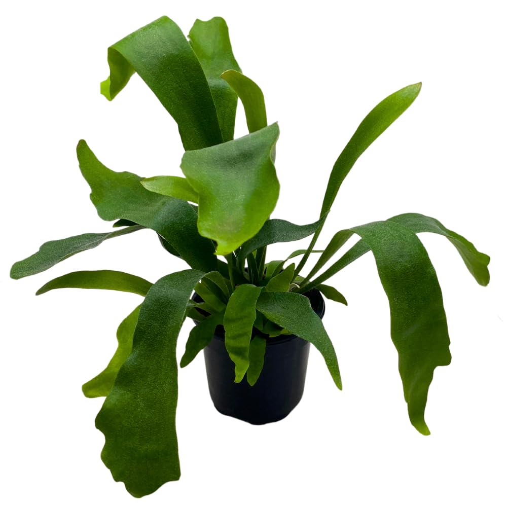 BubbleBlooms Staghorn Fern