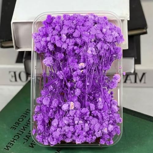 Schleierkraut Getrocknet 15cm Trockenblumen Zum Basteln - 12 Stück Getrocknete Blumen, Lila Baby’s Breath Trockenblumen Deko Echte Natur, für DIY, Hochzeitsdeko, Haarschmuck, Wohnkultur