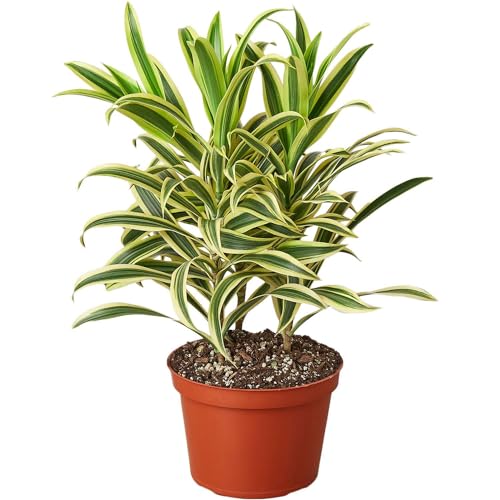 Dracaena Song of India Live Plant for Indoor | Different Houseplants in 4'' & 6'' Pot | Real House Plant for Living Room, Office, Desk & Bathroom | Dracaena reflexa | Dragon Tree