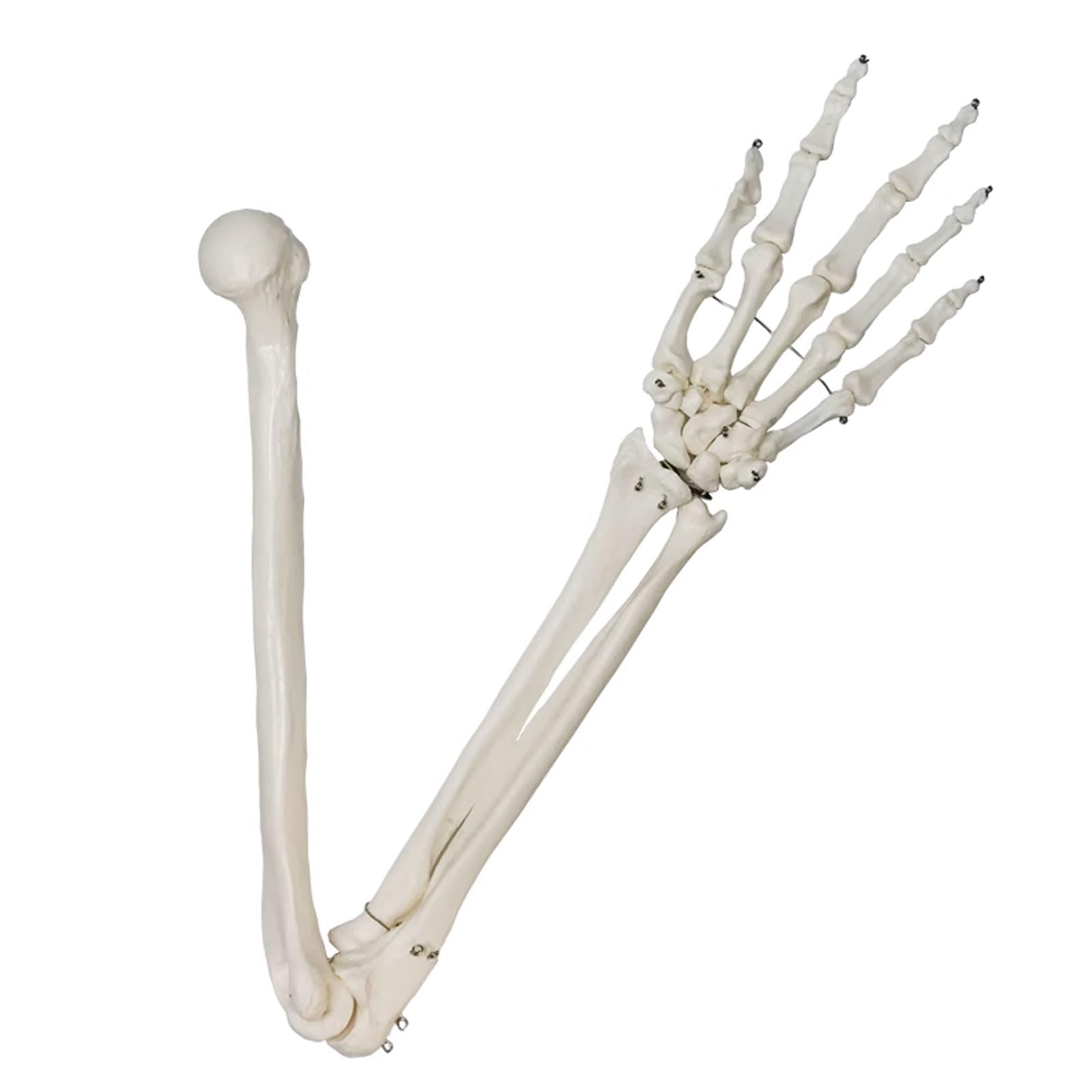 1: 1 Anatomiczny szkielet łopatki ludzkiej górnej kończyny Model Medyczne materiały dydaktyczne Model ramienia Zasoby medyczne
