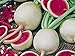 Radieschen - Radies - Winterradieschen - Wassermelone (100 Samen)