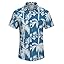 Blue-coconut Tree Blue-coconut Tree