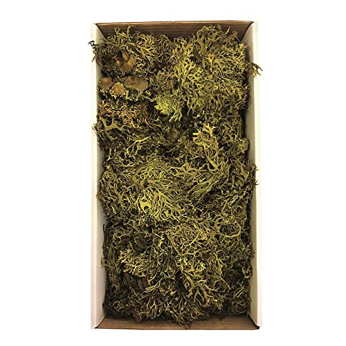 Vickerman Tray Moss Green Moss, Wolf Lichen - 8-9 oz, Preserved