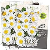 Seed Needs, White English Daisy (Bellis perennis) Twin Pack of 1,000 Seeds Each