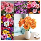 African Daisy Seeds, 300+ Non-GMO Heirloom Seeds, Perennial and Annual Flowers for Garden