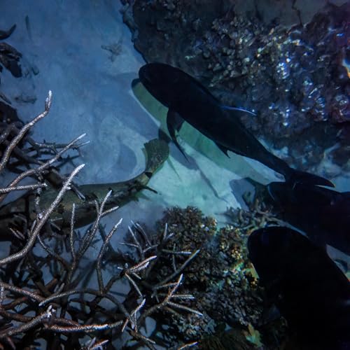 ep.439 夜の海に潜ってきた!一筋の光が命綱になった...